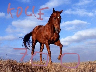 5295.jpg